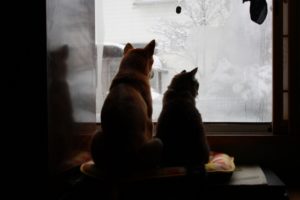 外を見る犬と猫