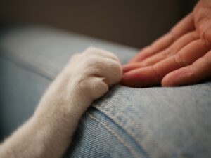 猫の手