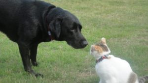 見つめあう犬と猫