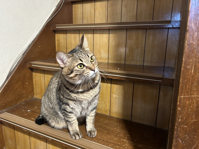 猫がいる家の階段