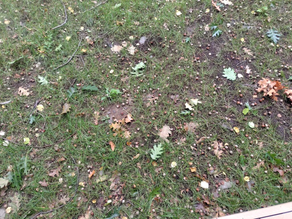 こども本の森札幌北大のまわりに落ちているドングリ