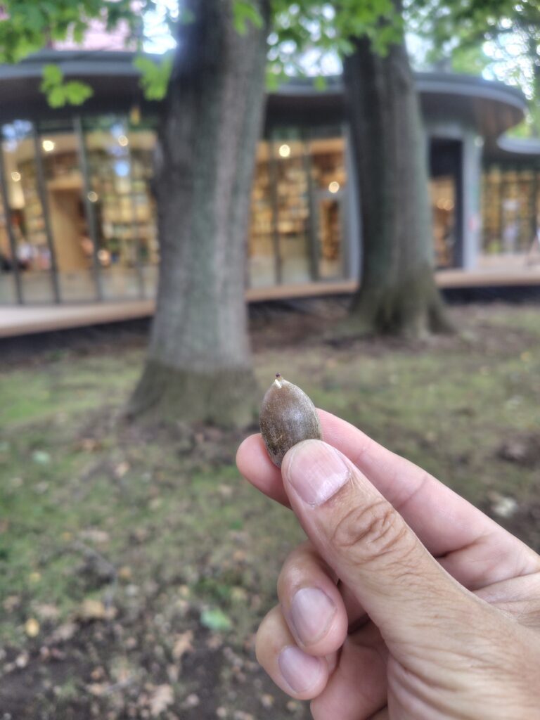 こども本の森札幌北大に落ちていたどんぐり